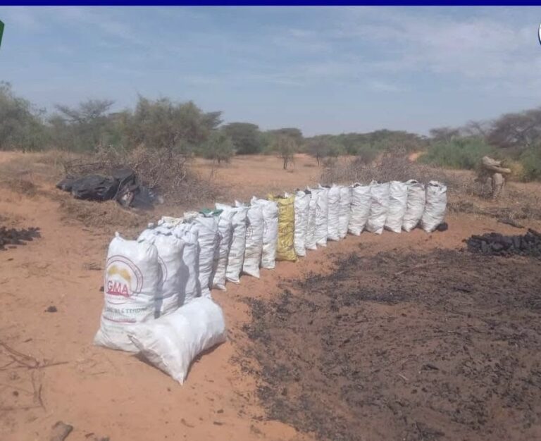 روصو: الدرك يوقف سبعة أشخاص بتهمة قطع الأشجار